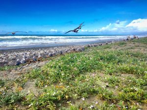 San Diego - Carlsbad - South Carlsbad State Beach - Beach (IG)